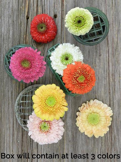 Wholesale Assorted Gerondo Gerbera Daisy Delivered Online FlowerFarm